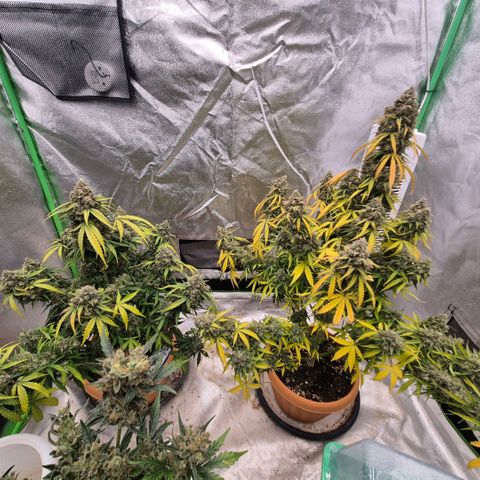 Milky way  🌌🌌🌌🌌 (hybrid) #3 growlog timeline photo