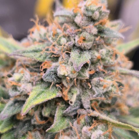 Milky way  🌌🌌🌌🌌 (hybrid) #2 links growlog timeline photo