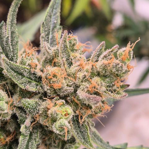Sticky beast 👹👹👹( zamnesia) #3 growlog timeline photo