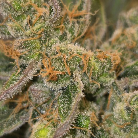 Sticky beast 👹👹👹( zamnesia) #3 growlog timeline photo