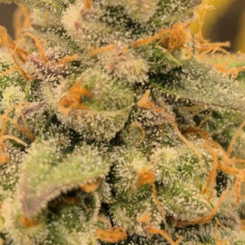 Milky way  🌌🌌🌌🌌 (hybrid) #3 growlog timeline photo