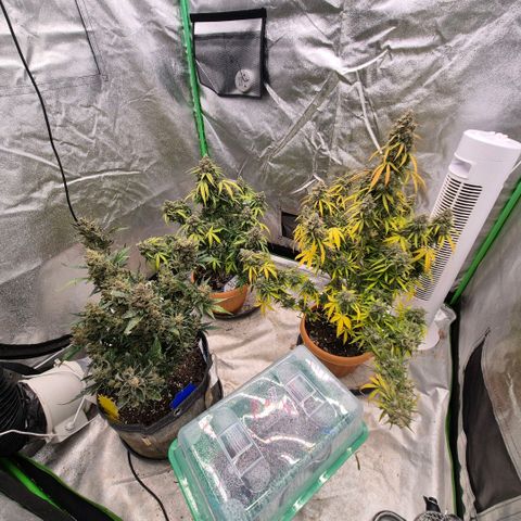 Milky way  🌌🌌🌌🌌 (hybrid) #2 links growlog timeline photo