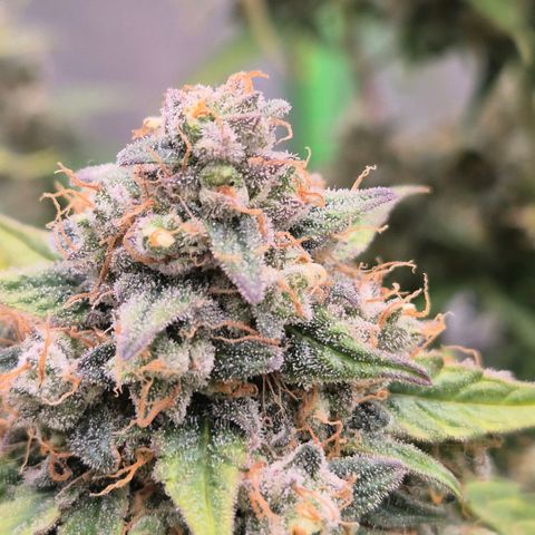 Milky way  🌌🌌🌌🌌 (hybrid) #2 links growlog timeline photo