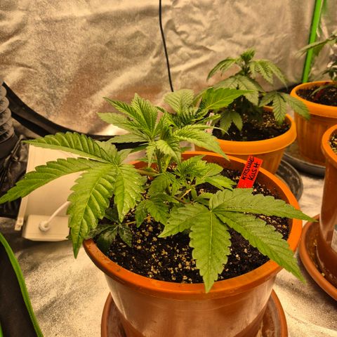 🦊Kitsune Kush(auto)🦊 zamnesia exclusive  growlog timeline photo