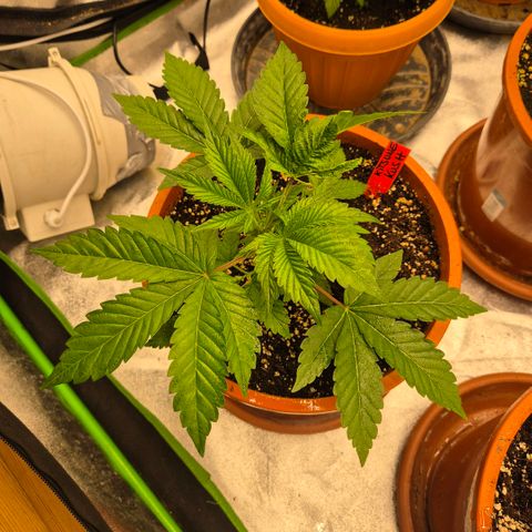 🦊Kitsune Kush(auto)🦊 zamnesia exclusive  growlog timeline photo