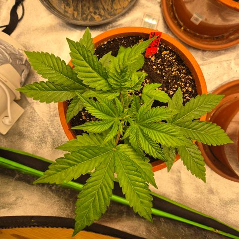 🦊Kitsune Kush(auto)🦊 zamnesia exclusive  growlog timeline photo