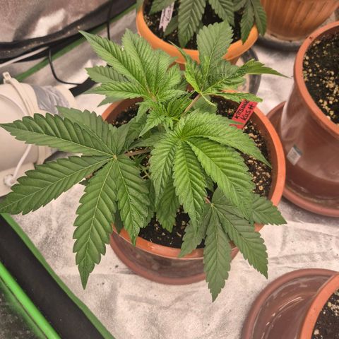 🦊Kitsune Kush(auto)🦊 zamnesia exclusive  growlog timeline photo