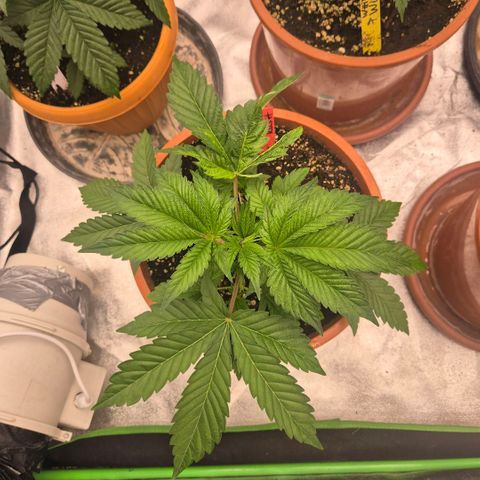 🦊Kitsune Kush(auto)🦊 zamnesia exclusive  growlog timeline photo