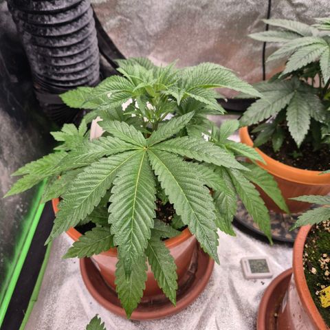 🦊Kitsune Kush(auto)🦊 zamnesia exclusive  growlog timeline photo