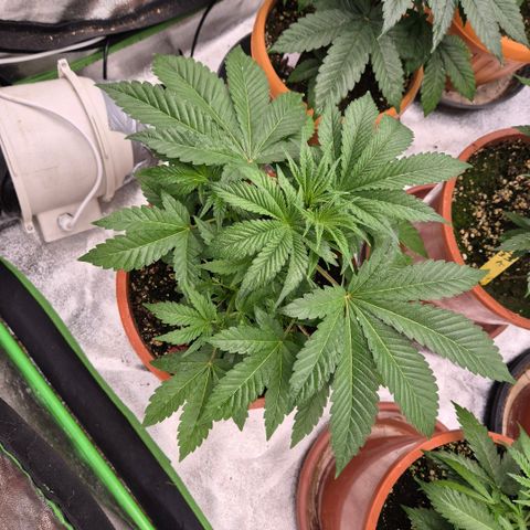 🦊Kitsune Kush(auto)🦊 zamnesia exclusive  growlog timeline photo