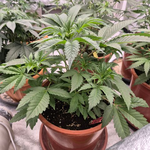 🦊Kitsune Kush(auto)🦊 zamnesia exclusive  growlog timeline photo