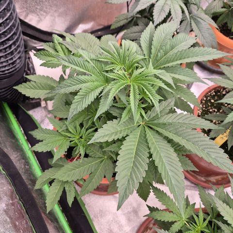 🦊Kitsune Kush(auto)🦊 zamnesia exclusive  growlog timeline photo