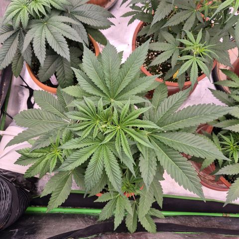 🦊Kitsune Kush(auto)🦊 zamnesia exclusive  growlog timeline photo