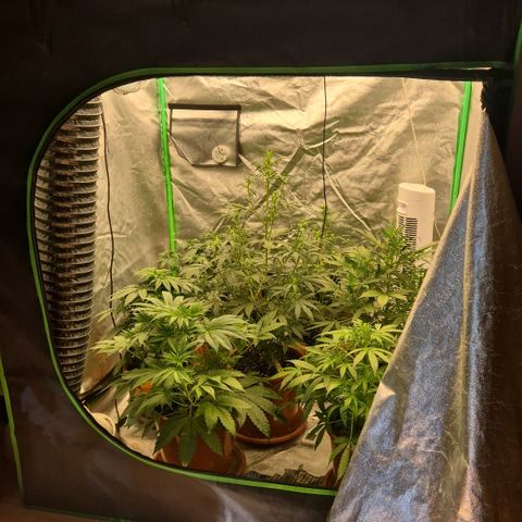 🦊Kitsune Kush(auto)🦊 zamnesia exclusive  growlog photo: Sie wachsen und gedeihen. Hab sie in blüte geschickt, damit nicht zu voll wird. Lumii xledv6 680w auf 100%.
Die Autos rausgekommen und in ein Zelt mit 18std. Licht gestellt. Marshydro TSW2000, 300w auf 100%
