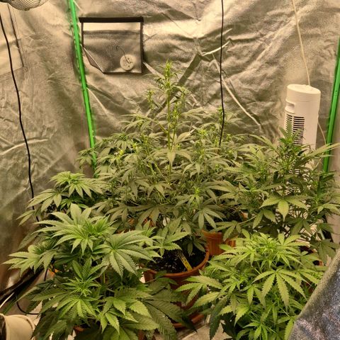 🦊Kitsune Kush(auto)🦊 zamnesia exclusive  growlog photo: Sie wachsen und gedeihen. Hab sie in blüte geschickt, damit nicht zu voll wird. Lumii xledv6 680w auf 100%.
Die Autos rausgekommen und in ein Zelt mit 18std. Licht gestellt. Marshydro TSW2000, 300w auf 100%
