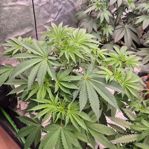 🦊Kitsune Kush(auto)🦊 zamnesia exclusive  growlog timeline photo