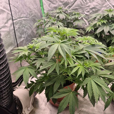 🦊Kitsune Kush(auto)🦊 zamnesia exclusive  growlog timeline photo