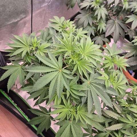 🦊Kitsune Kush(auto)🦊 zamnesia exclusive  growlog timeline photo