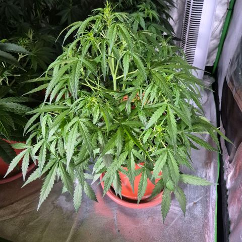 🦊Kitsune Kush(auto)🦊 zamnesia exclusive  growlog photo: Silver fox- der zwilling- der 2. Keimling aus einem samen