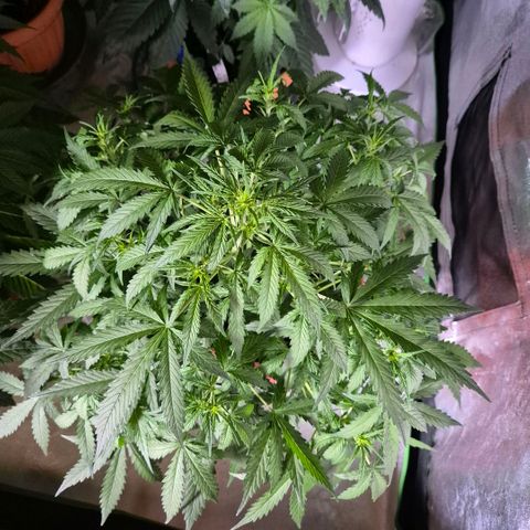 🦊Kitsune Kush(auto)🦊 zamnesia exclusive  growlog photo: Silver fox- der zwilling- der 2. Keimling aus einem samen