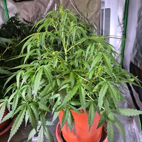 🦊Kitsune Kush(auto)🦊 zamnesia exclusive  growlog photo: Silver fox- der zwilling- der 2. Keimling aus einem samen