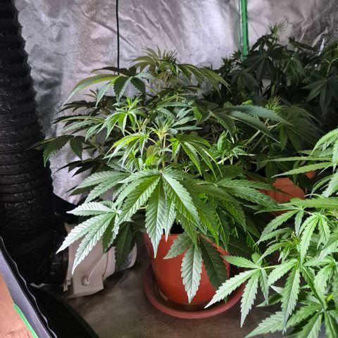 🦊Kitsune Kush(auto)🦊 zamnesia exclusive  growlog photo: Kitsune Kush 