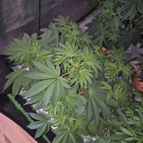 🦊Kitsune Kush(auto)🦊 zamnesia exclusive  growlog photo: Kitsune Kush 