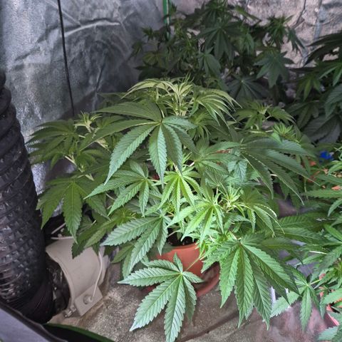 🦊Kitsune Kush(auto)🦊 zamnesia exclusive  growlog photo: Kitsune Kush 