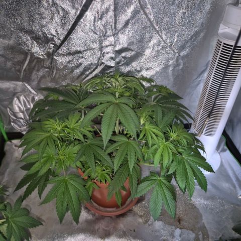 🦊Kitsune Kush(auto)🦊 zamnesia exclusive  growlog photo: Entlaubt/gelollipopt