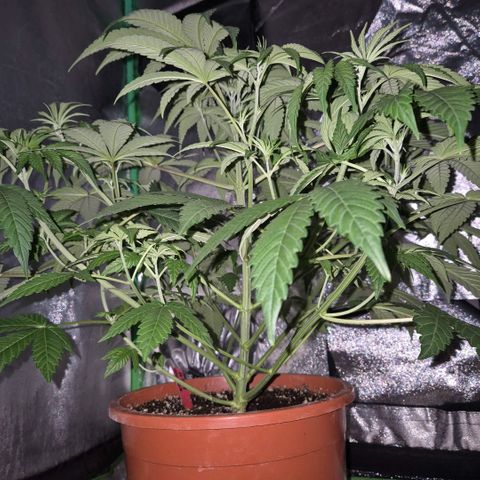 🦊Kitsune Kush(auto)🦊 zamnesia exclusive  growlog photo: Entlaubt/gelollipopt