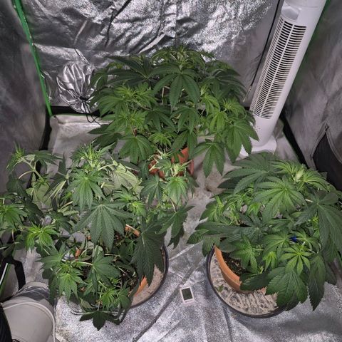 🦊Kitsune Kush(auto)🦊 zamnesia exclusive  growlog timeline photo