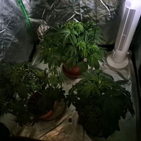 🦊Kitsune Kush(auto)🦊 zamnesia exclusive  growlog timeline photo