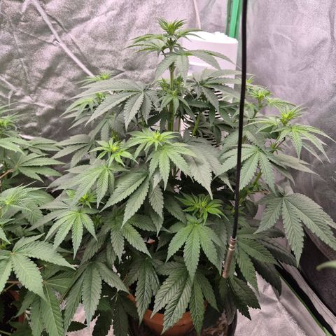🦊Kitsune Kush(auto)🦊 zamnesia exclusive  growlog timeline photo
