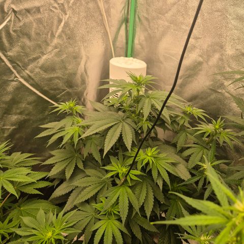 🦊Kitsune Kush(auto)🦊 zamnesia exclusive  growlog timeline photo