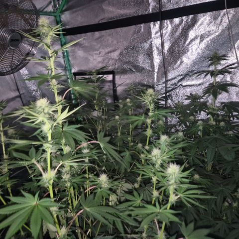 🦊Kitsune Kush(auto)🦊 zamnesia exclusive  growlog timeline photo