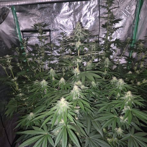 🦊Kitsune Kush(auto)🦊 zamnesia exclusive  growlog timeline photo