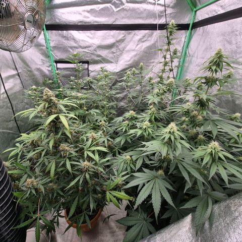 🦊Kitsune Kush(auto)🦊 zamnesia exclusive  growlog timeline photo