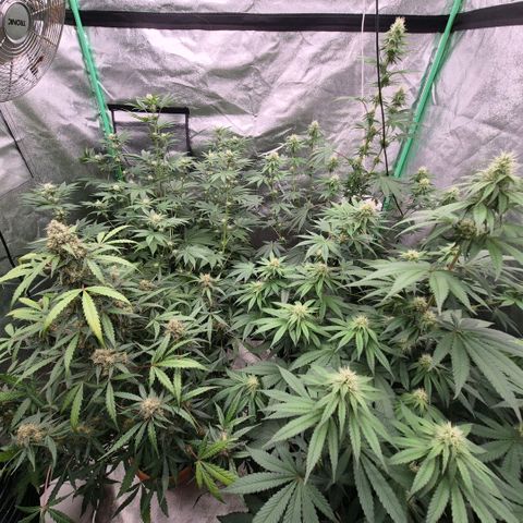 🦊Kitsune Kush(auto)🦊 zamnesia exclusive  growlog timeline photo