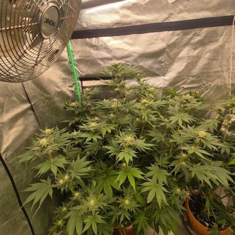 🦊Kitsune Kush(auto)🦊 zamnesia exclusive  growlog timeline photo