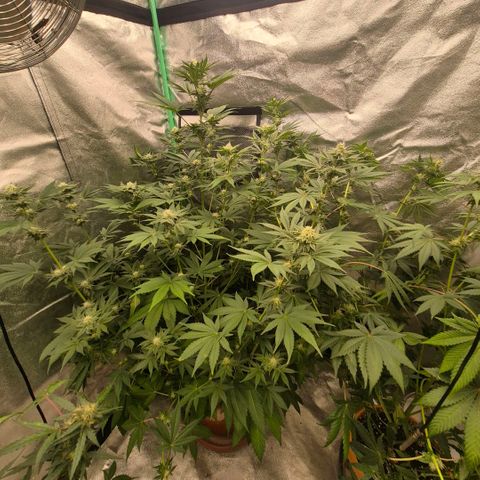 🦊Kitsune Kush(auto)🦊 zamnesia exclusive  growlog timeline photo
