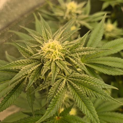 🦊Kitsune Kush(auto)🦊 zamnesia exclusive  growlog timeline photo