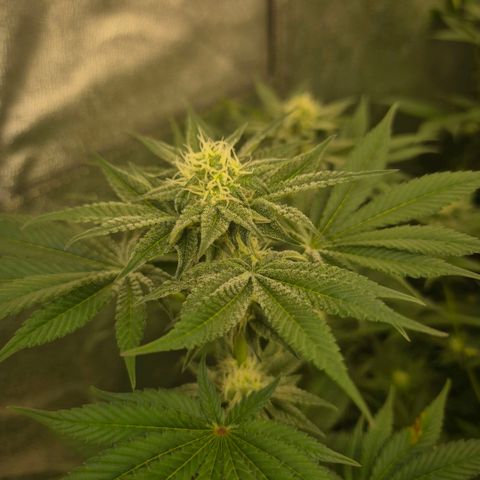🦊Kitsune Kush(auto)🦊 zamnesia exclusive  growlog timeline photo