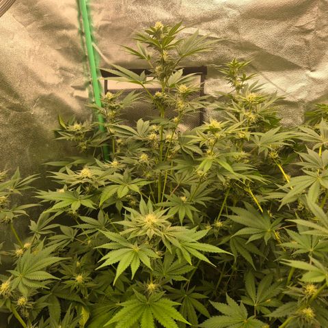 🦊Kitsune Kush(auto)🦊 zamnesia exclusive  growlog timeline photo