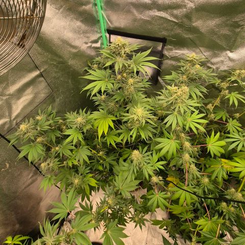 🦊Kitsune Kush(auto)🦊 zamnesia exclusive  growlog timeline photo