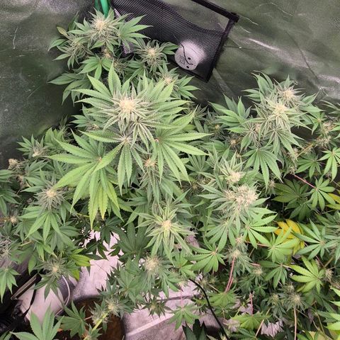 🦊Kitsune Kush(auto)🦊 zamnesia exclusive  growlog timeline photo