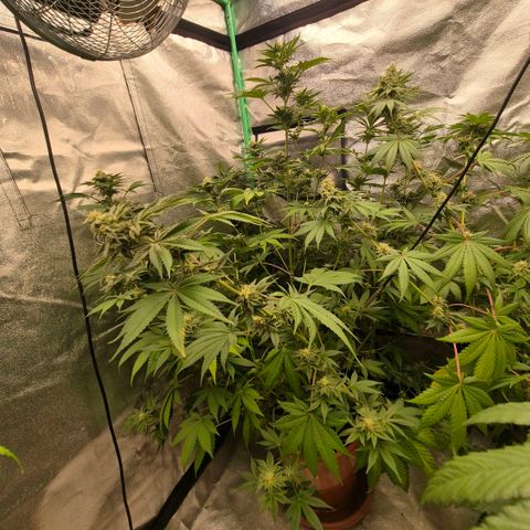 🦊Kitsune Kush(auto)🦊 zamnesia exclusive  growlog timeline photo