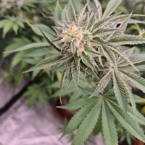 🦊Kitsune Kush(auto)🦊 zamnesia exclusive  growlog timeline photo