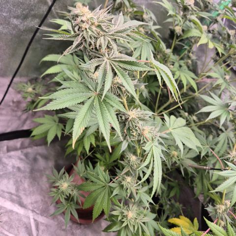 🦊Kitsune Kush(auto)🦊 zamnesia exclusive  growlog timeline photo
