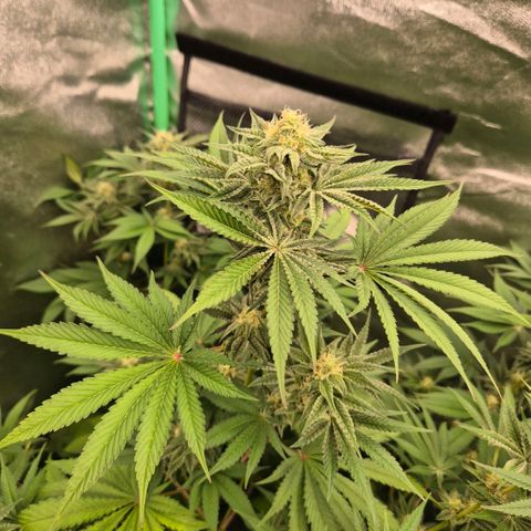 🦊Kitsune Kush(auto)🦊 zamnesia exclusive  growlog timeline photo