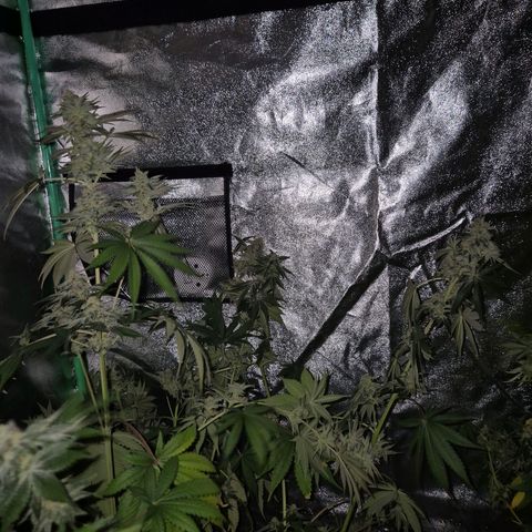 🦊Kitsune Kush(auto)🦊 zamnesia exclusive  growlog photo: 🤔👀